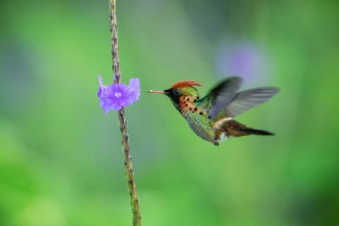Püsküllü Coquette (Lophornis ornatus) menekşe çiçek, kuş uçuş, Okyanusya'ya Trinidad ve Tobago, doğal yaşam, güzel sinekkuşu nektar, emme yanındaki hovering colouful temizleyin arka plan, kadın