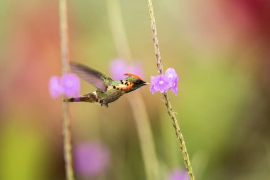 Püsküllü Coquette (Lophornis ornatus) menekşe çiçek, kuş uçuş, Okyanusya'ya Trinidad ve Tobago, doğal yaşam, güzel sinekkuşu nektar, emme yanındaki hovering colouful temizleyin arka plan, kadın