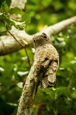 Ortak Potoo, ağaç, Trinidad, tropikal ormanda ölü dalı Nyctibius griseus kuş büyük sarı gözleri, arka planda yeşil yeşillik, Caribic egzotik tatil ile kamufle