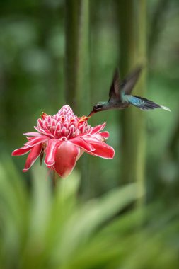 Yeşil ermiş (Phaethornis adam) ileri büyük kırmızı çiçek, uçuş, Okyanusya'ya tropikal orman, Trinidad ve Tobago, doğal yaşam, güzel sinekkuşu nektar, yeşil arka plan emme kuş uçan