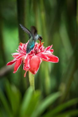 Yeşil ermiş (Phaethornis adam) ileri büyük kırmızı çiçek, uçuş, Okyanusya'ya tropikal orman, Trinidad ve Tobago, doğal yaşam, güzel sinekkuşu nektar, yeşil arka plan emme kuş uçan