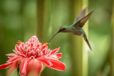 Yeşil ermiş (Phaethornis adam) ileri büyük kırmızı çiçek, uçuş, Okyanusya'ya tropikal orman, Trinidad ve Tobago, doğal yaşam, güzel sinekkuşu nektar, yeşil arka plan emme kuş uçan