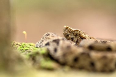 Ortak lancehead, doğal çevre, tropikal orman, Trinidad ve Tobago üzerinden yılan yakın çekim, tehlikeli hayvan, egzotik macera Karayip doğada Bothrops atrox türler nesli tehlike altında olan