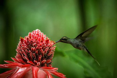 Yeşil ermiş (Phaethornis adam) ileri büyük kırmızı çiçek, uçuş, Okyanusya'ya tropikal orman, Trinidad ve Tobago, doğal yaşam, güzel sinekkuşu nektar, yeşil arka plan emme kuş uçan