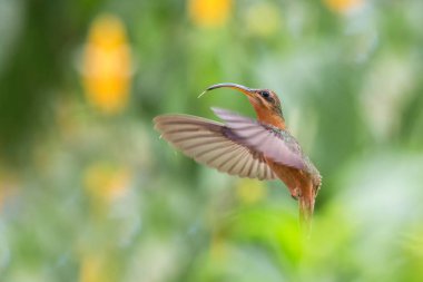 Kızıl göğüslü münzevi hava, Okyanusya'ya tropikal orman, Trinidad ve Tobago, uçan kuş açık renkli arka plan üzerinde uçuş güzel sinek kuşu (Glaucis hirsutus)