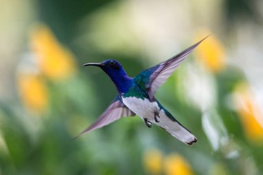 Beyaz yakalı jacobin hava, Okyanusya'ya tropikal orman, Trinidad ve Tobago, açık renkli arka plan, Beyaz karınlı ve uçuş mavi kafa ile güzel sinek kuşu kuş hovering