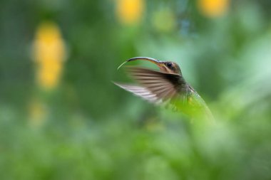 Kızıl göğüslü münzevi hava, Okyanusya'ya tropikal orman, Trinidad ve Tobago, uçan kuş açık renkli arka plan üzerinde uçuş güzel sinek kuşu (Glaucis hirsutus)