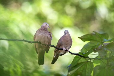 Zemin güvercinler kucaklaşmak Garden'da, dal üzerinde erken sabah ışığında bir çift açık yeşil renkli, Karayipler doğa, ağaç, Trinidad ve Tobago üzerinde pidgean egzotik macera