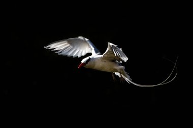 Galapagos Adaları, güzel beyaz kuş açık siyah arka plan üzerine, uzun kuyruk ile zarif kuş yakınındaki büyük okyanus uçan kırmızı gagalı Tropik kuşu (Phaethon aethereus)