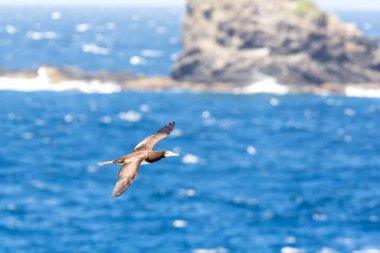 Maskeli sümsük (Sula dactylatra) Tobago adasında Okyanusya'ya deniz, güzel deniz kuşu ile deniz ve arka plan kayalıklardan yakınındaki Atlantik Okyanusu üzerinde uçan
