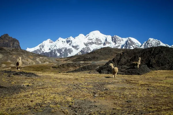 Llamas (Alpaca) in Andes Mountains, Amazing view in spectacular mountains, Cordillera, Peru, Alpacas in natural place, in the peruvian andes, magnificent mountains covered by snow in background