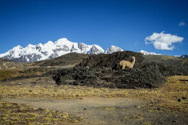 Llamas (Alpaca) in Andes Mountains, Amazing view in spectacular mountains, Cordillera, Peru, Alpacas in natural place, in the peruvian andes, magnificent mountains covered by snow in background