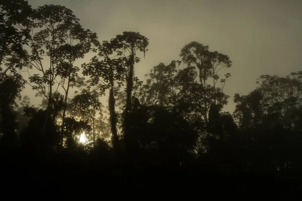 Madre de Dios Nehri Manu Milli Parkı'nda tropikal yağmur ormanlarında Perulu amazonia, duvar kağıdı, güzel gündoğumu, tekne turu sırasında puslu sabah Nehri üzerinde toplayan ile