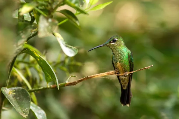 Booted Racket Tail Ocreatus Underwoodi Sitting Branch Bird Tropical Forest — Stock Photo, Image