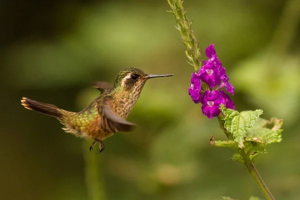 Nakrapiane Koliber Adelomyia Melanogenys Unoszące Się Obok Fioletowy Kwiat Ptak — Zdjęcie stockowe