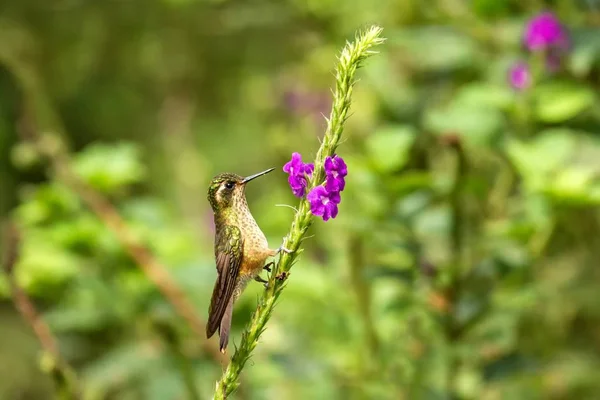 Colibrí Moteado Adelomyia Melanogenys Sentado Flor Pájaro Del Bosque Tropical — Foto de Stock