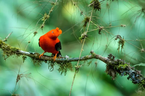 Masculino Galo Rocha Andino Rupicola Peruvianus Lekking Dyplaing Frente Das — Fotografia de Stock