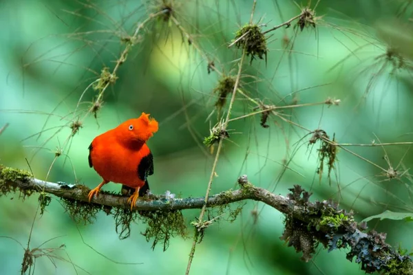 Masculino Galo Rocha Andino Rupicola Peruvianus Lekking Dyplaing Frente Das — Fotografia de Stock