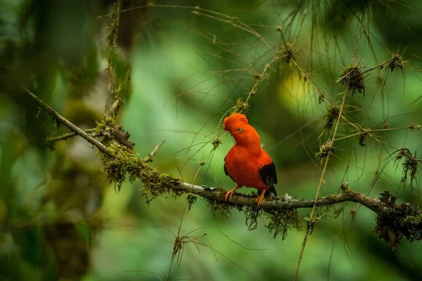 アンデス コック ギアナイワドリ Peruvianus Lekking と女性の典型的な配偶行動 自然環境 アマゾンの熱帯雨林 ブラジルの美しいオレンジ色の鳥の前に Dyplaing — ストック写真