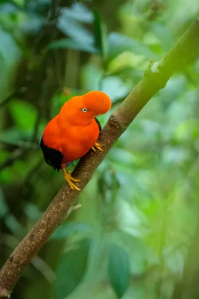 Mannetje Rode Rotshaan Rupicola Peruvianus Lekking Dyplaing Voor Vrouwen Typische — Stockfoto