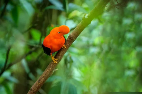 Masculino Galo Rocha Andino Rupicola Peruvianus Lekking Dyplaing Frente Das — Fotografia de Stock