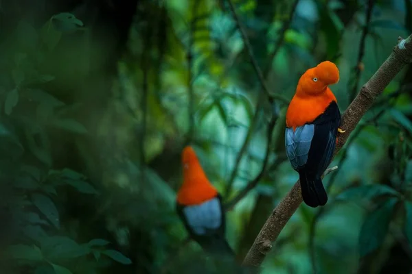 巴西亚马逊雨林 安第斯岩石的两名雄性在雌性面前摇摆不定 典型的交配行为 自然环境中美丽的橙色鸟 — 图库照片