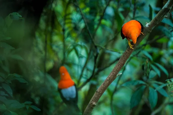 안데스 Rupicola Peruvianus Lekking Dyplaing 짝짓기 그것의 아마존 브라질에에서 오렌지 — 스톡 사진
