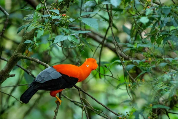 Varón Cock Rock Andino Rupicola Peruvianus Que Hace Lekking Dyplaing — Foto de Stock