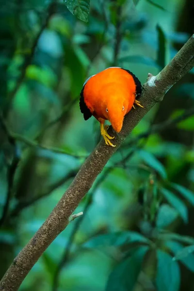アンデス コック ギアナイワドリ Peruvianus Lekking と女性の典型的な配偶行動 自然環境 アマゾンの熱帯雨林 ブラジルの美しいオレンジ色の鳥の前に Dyplaing — ストック写真