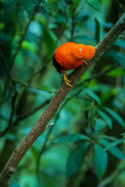 Varón Cock Rock Andino Rupicola Peruvianus Que Hace Lekking Dyplaing — Foto de Stock