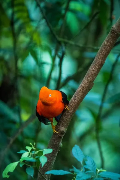 Varón Cock Rock Andino Rupicola Peruvianus Que Hace Lekking Dyplaing — Foto de Stock