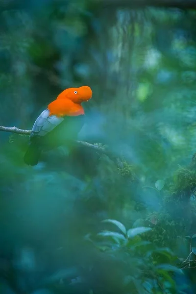 Male of Andean Cock-of-the-rock (Rupicola peruvianus) lekking and dyplaing in front of females, typical mating behaviour, beautiful orange bird in its natural enviroment, amazonian rain forest, Brazil