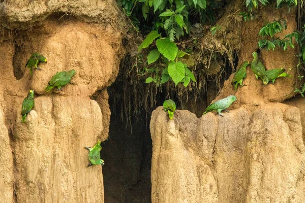 Loros Verdes Arcilla Lamer Comer Minerales Amazonas Verdes Selva Tropical —  Fotos de Stock