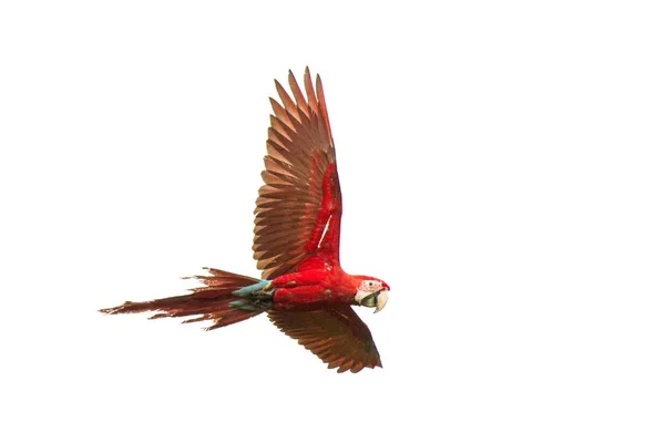 飛行中の赤いオウム コンゴウインコの飛行 白い背景に 分離された鳥 熱帯自然の熱帯雨林 ブラジル 野生動物シーンで赤と緑のコンゴウインコ 美しい鳥が飛んでいます — ストック写真