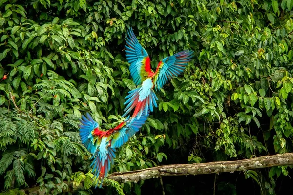 Rote Papageien Landen Auf Ästen Grüne Vegetation Hintergrund Roter Und — Stockfoto