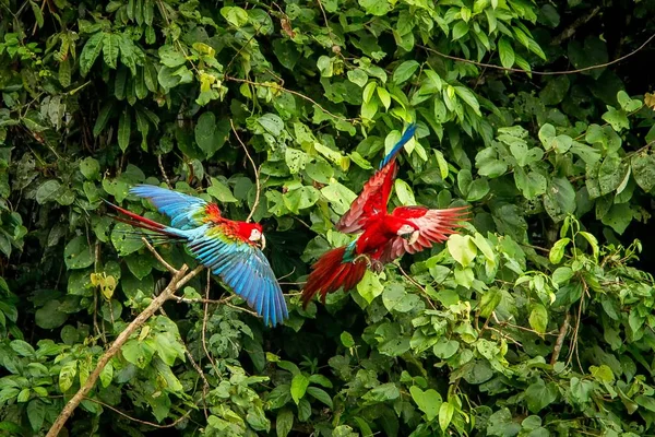 Dois Papagaios Vermelhos Voo Macaúba Voando Vegetação Verde Fundo Arara — Fotografia de Stock