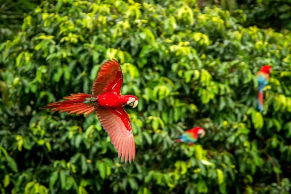 Κόκκινο Παπαγάλο Κατά Την Πτήση Macaw Που Φέρουν Πράσινη Βλάστηση — Φωτογραφία Αρχείου