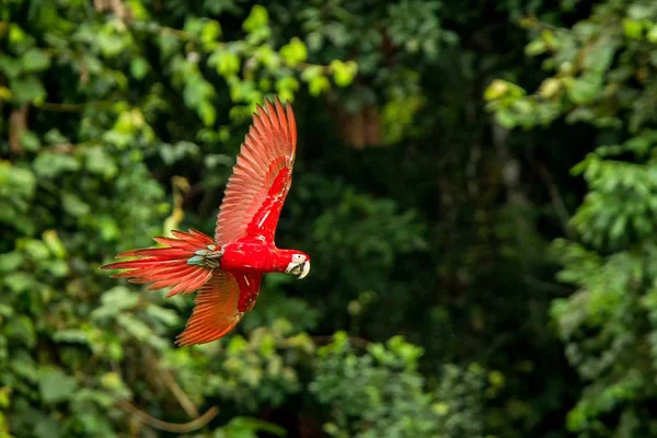 飞行中的红鹦鹉 金刚鹦鹉飞 绿色植被的背景 红色和绿色的金刚鹦鹉在热带森林 野生动物场景从热带自然 森林里美丽的鸟 — 图库照片