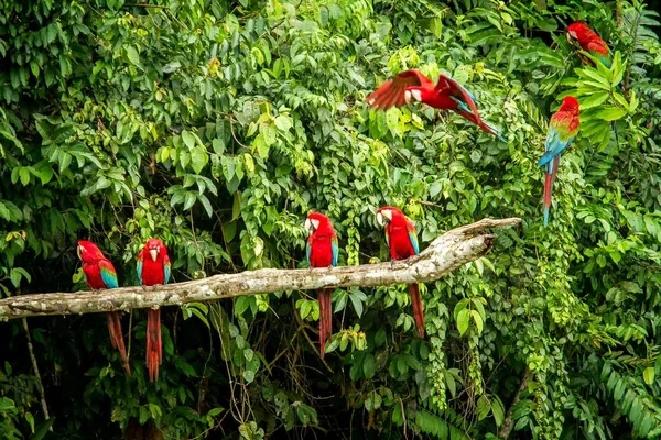 Красный Попугай Ветке Зеленая Растительность Заднем Плане Красно Зеленый Макак — стоковое фото