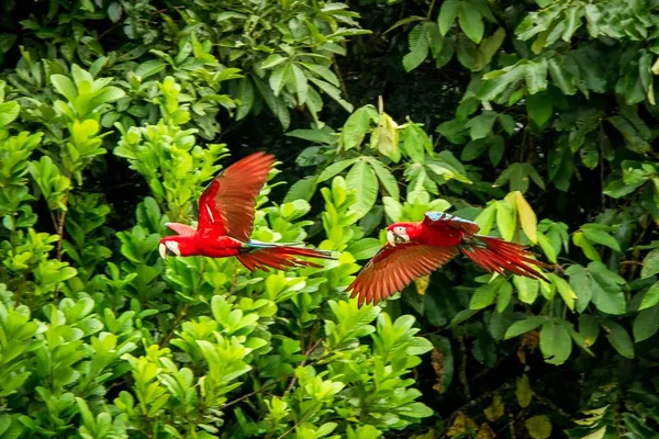 Deux Perroquets Rouges Vol Aras Volant Végétation Verte Arrière Plan — Photo