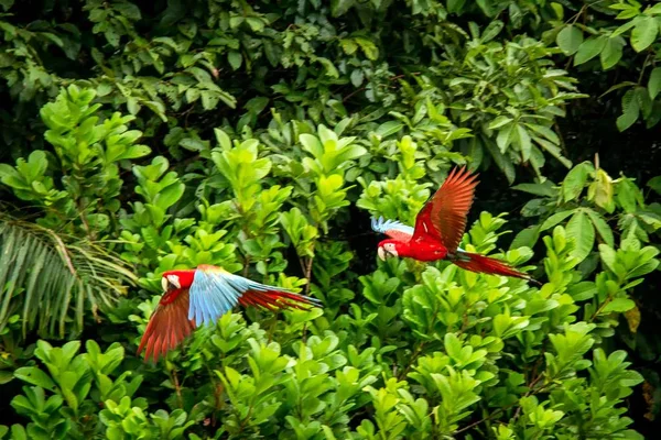 Zwei Rote Papageien Flug Ara Fliegt Grüne Vegetation Hintergrund Roter — Stockfoto