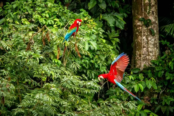 Roter Papagei Sitzt Auf Ästen Und Wartet Auf Einen Anderen — Stockfoto