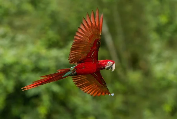 Красный Попугай Полете Летит Ара Зеленая Растительность Заднем Плане Красно — стоковое фото