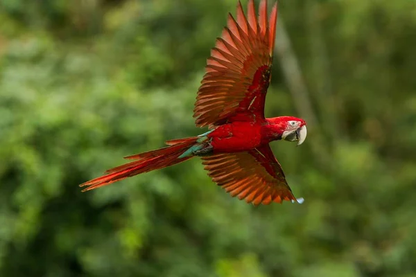 Red parrot in flight. Macaw flying, green vegetation in background. Red and green Macaw in tropical forest, Peru, Wildlife scene from tropical nature. Beautiful bird in the forest.