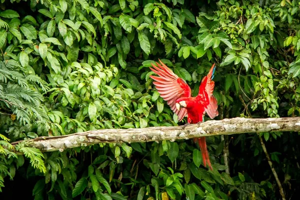 Rote Papageien Landen Auf Ästen Grüne Vegetation Hintergrund Roter Und — Stockfoto