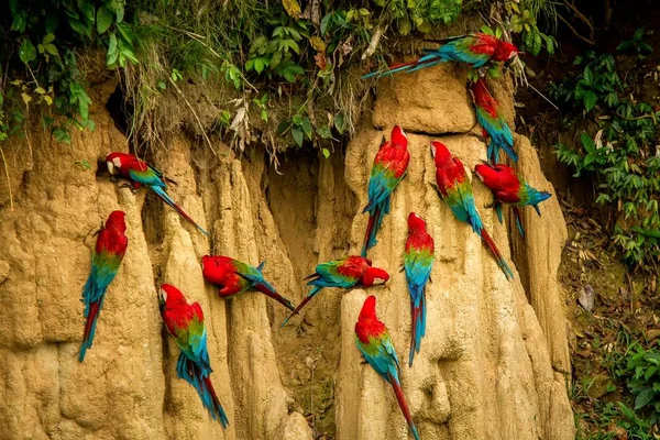 Mineraller Kırmızı Yeşil Yeme Kil Yalamak Üzerinde Kırmızı Papağan Tropikal — Stok fotoğraf