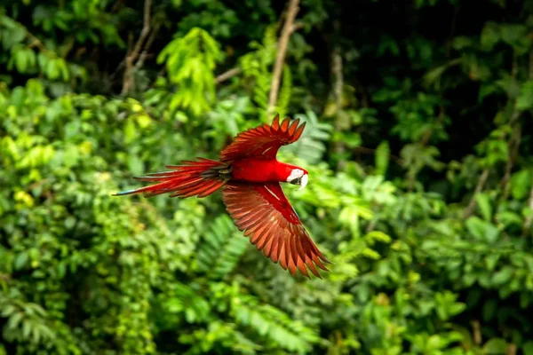 Red parrot in flight. Macaw flying, green vegetation in background. Red and green Macaw in tropical forest, Peru, Wildlife scene from tropical nature. Beautiful bird in the forest.