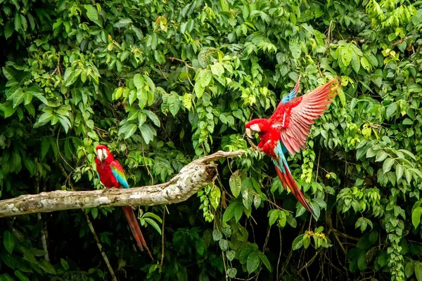 Красные Попугаи Садятся Ветку Зеленая Растительность Заднем Плане Красно Зеленый — стоковое фото