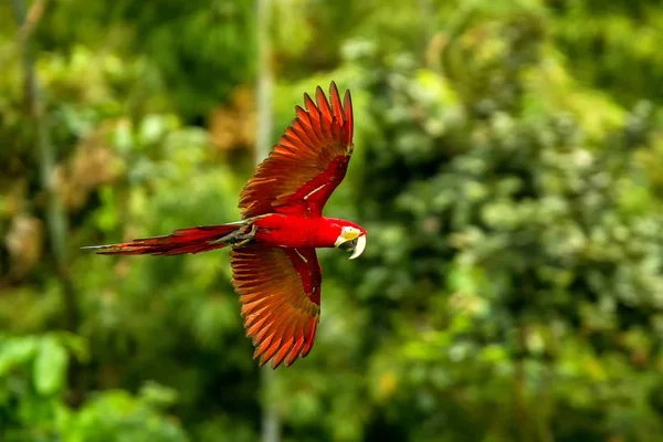 飛行中の赤いオウム コンゴウインコの飛行 背景に緑豊かな植生です 熱帯の自然から熱帯林 ペルー 野生動物のシーンで赤と緑のコンゴウインコ 森林の中の美しい鳥 — ストック写真