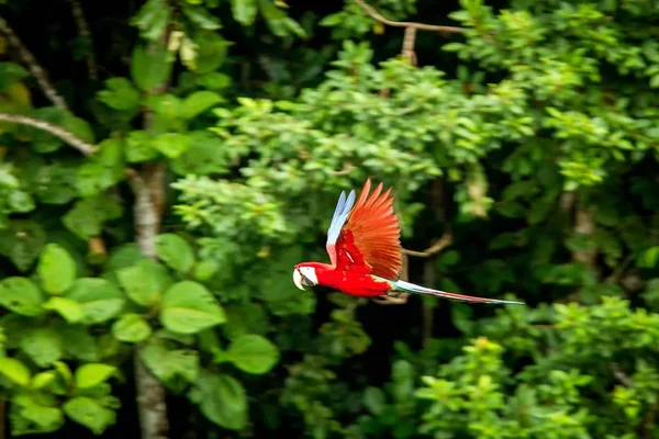 Κόκκινο Παπαγάλο Κατά Την Πτήση Macaw Που Φέρουν Πράσινη Βλάστηση — Φωτογραφία Αρχείου